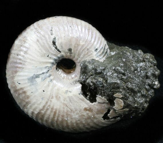 Iridescent Ammonite (Eboraciceras) Fossil - Russia #34627
